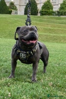 Staffordshire Bull Terrier dogs 🥇 EXODUSBULLS GRAND CHAMPION YOSHI PUPS🏆 - Advert 2