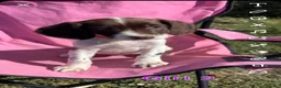 English Springer Spaniel dogs for sale: English springer spaniel pups for sale - Advert 22