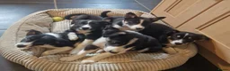 Border Collie dogs for sale: Beautiful Border Collie Pups for sale - Advert 1