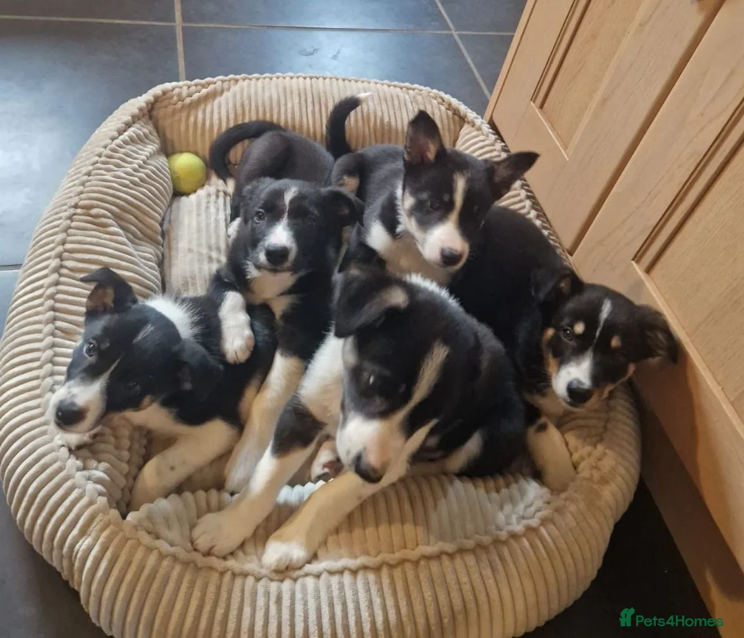Border Collie dogs for sale: Beautiful Border Collie Pups for sale - Advert 1