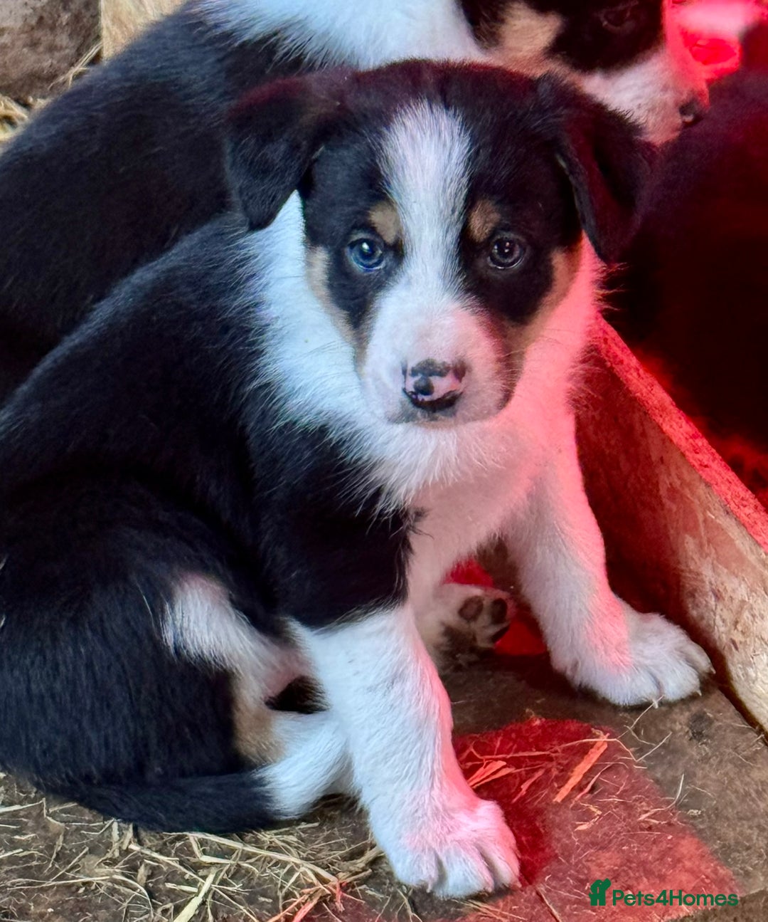 Border Collie dogs for sale: Gorgeous Collie Pups Mum ISDS Reg by Derwen Doug - Advert 3