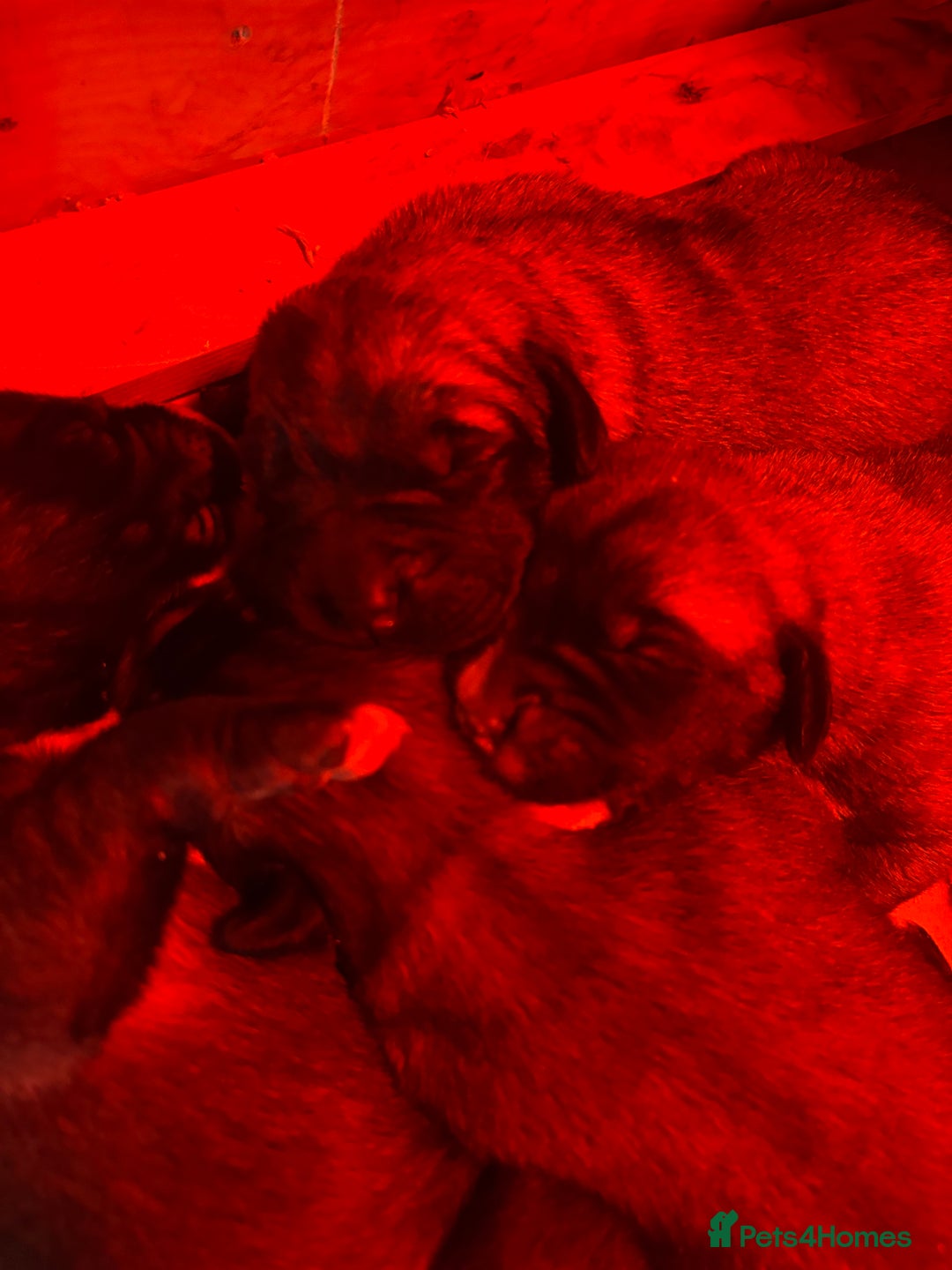 Anatolian Shepherd dogs for sale: Beautiful litter of stunning puppy’s  - Advert 15