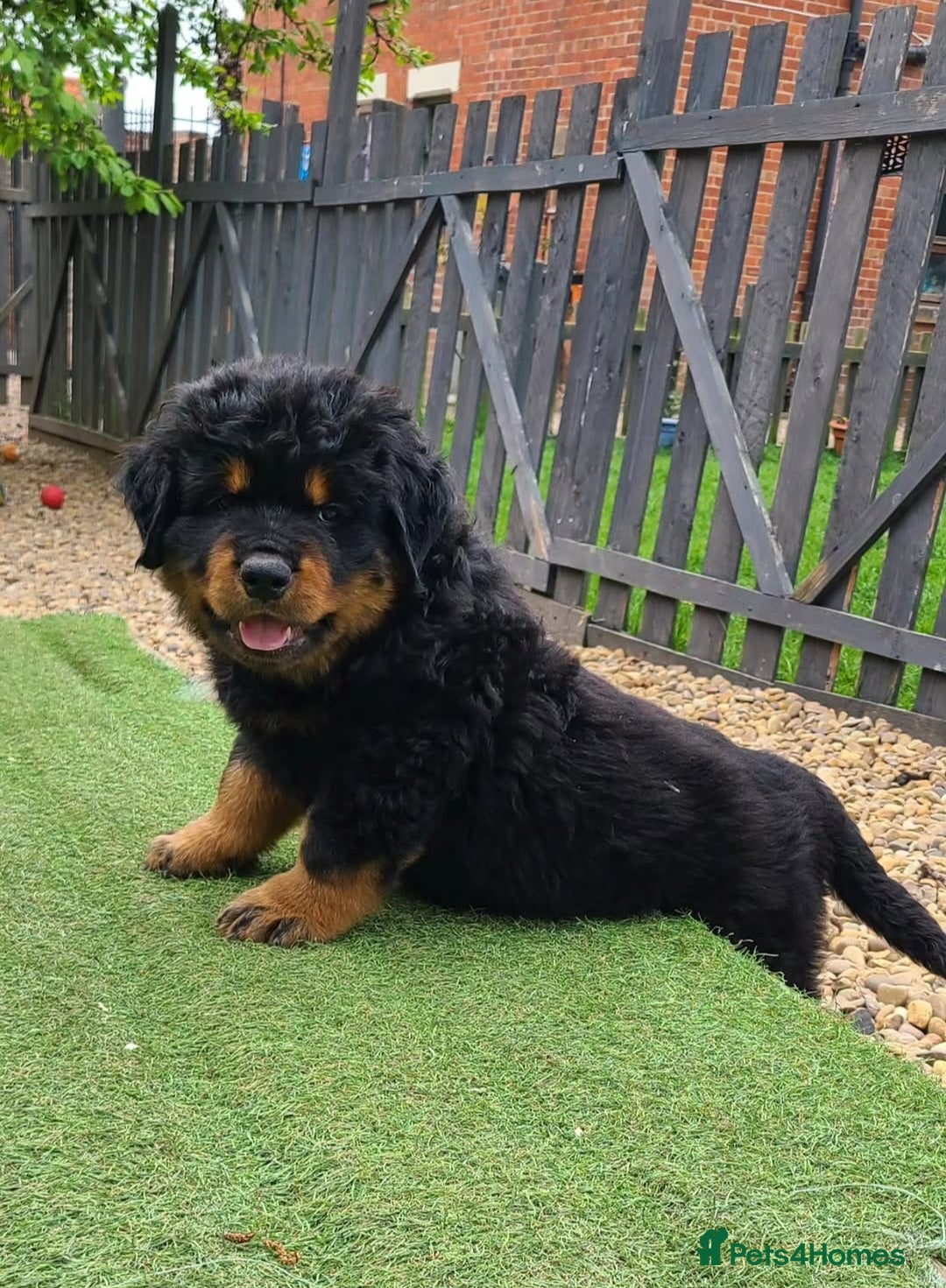Rottweiler dogs Long Haired Fluffy Rottie Pups. Full Health Tested - Advert 2