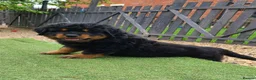 Rottweiler dogs for sale: Long Haired Fluffy Rottie Pups. Full Health Tested - Advert 15