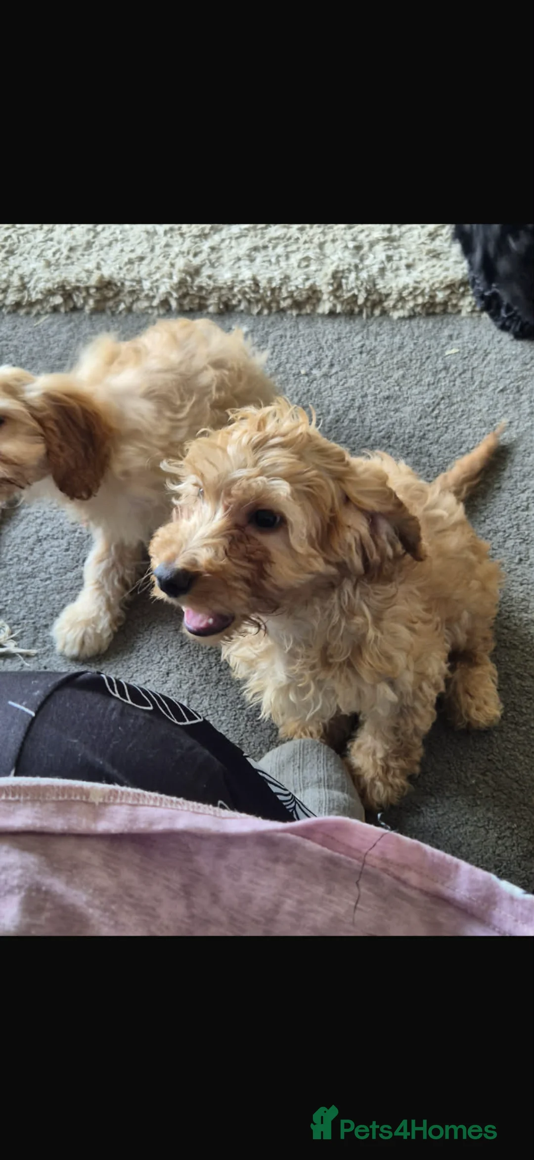 Cockapoo dogs for sale: Adorable cockapoo - Advert 5