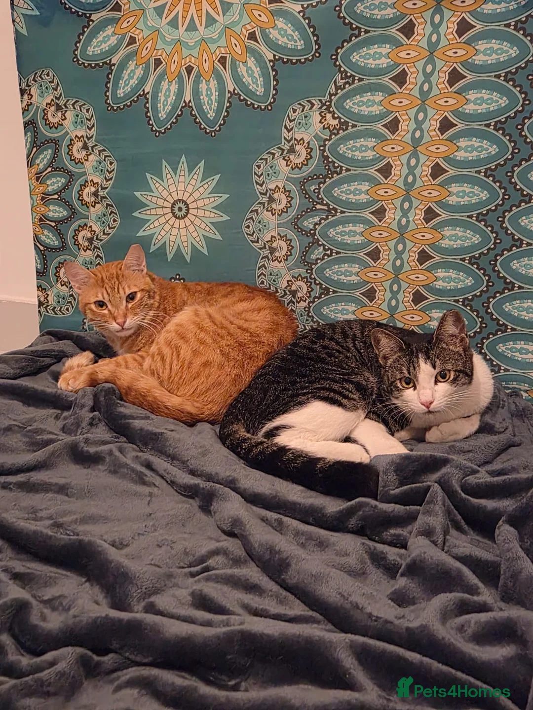 Mixed Breed cats for adoption: FREDERICK & RUPERT HEALTHY NEUTERED MICROCHIPPED  - Advert 2