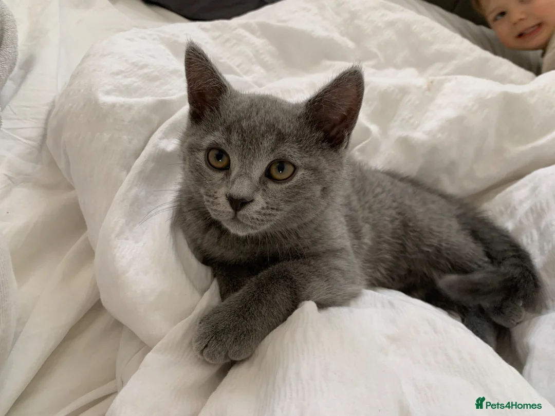 British Shorthair cats for sale: British Shorthair Kittens–Ready for Loving Home 🐾 in Harlow - Advert 2