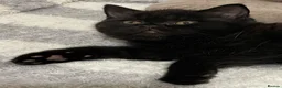 British Shorthair cats for sale: FEMALE & MALE BRITISH SHORTHAIR KITTENS GCCF - Advert 15