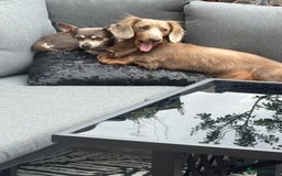 Chiweenie dogs for sale: Cheweenie - Image 4