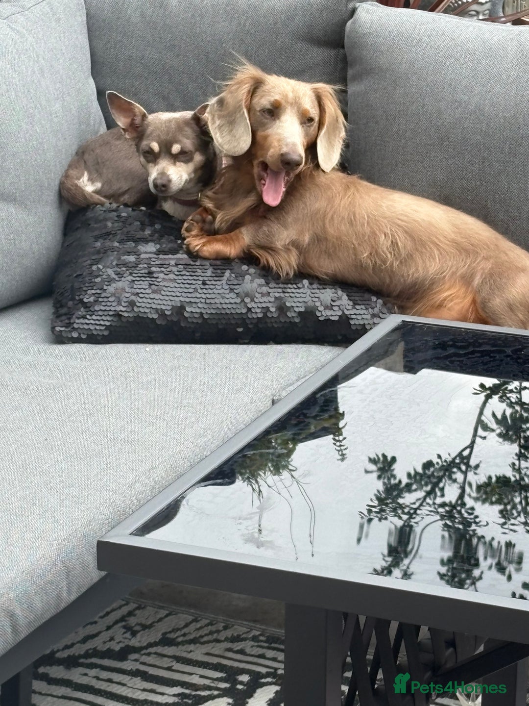 Chiweenie dogs for sale: Cheweenie - Image 4