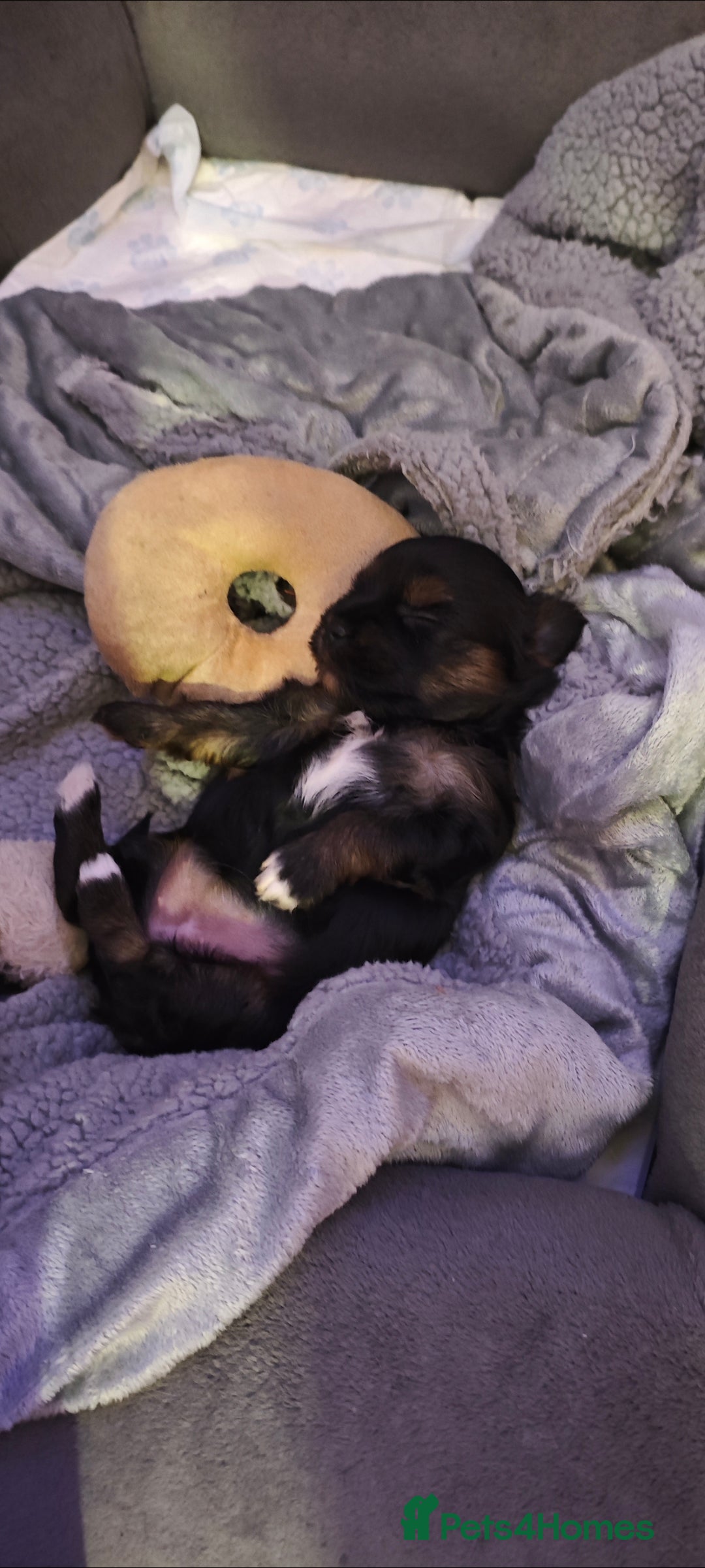 Yorkshire Terrier dogs for sale: Beautiful Yorkshire Terrier Girl - Advert 2