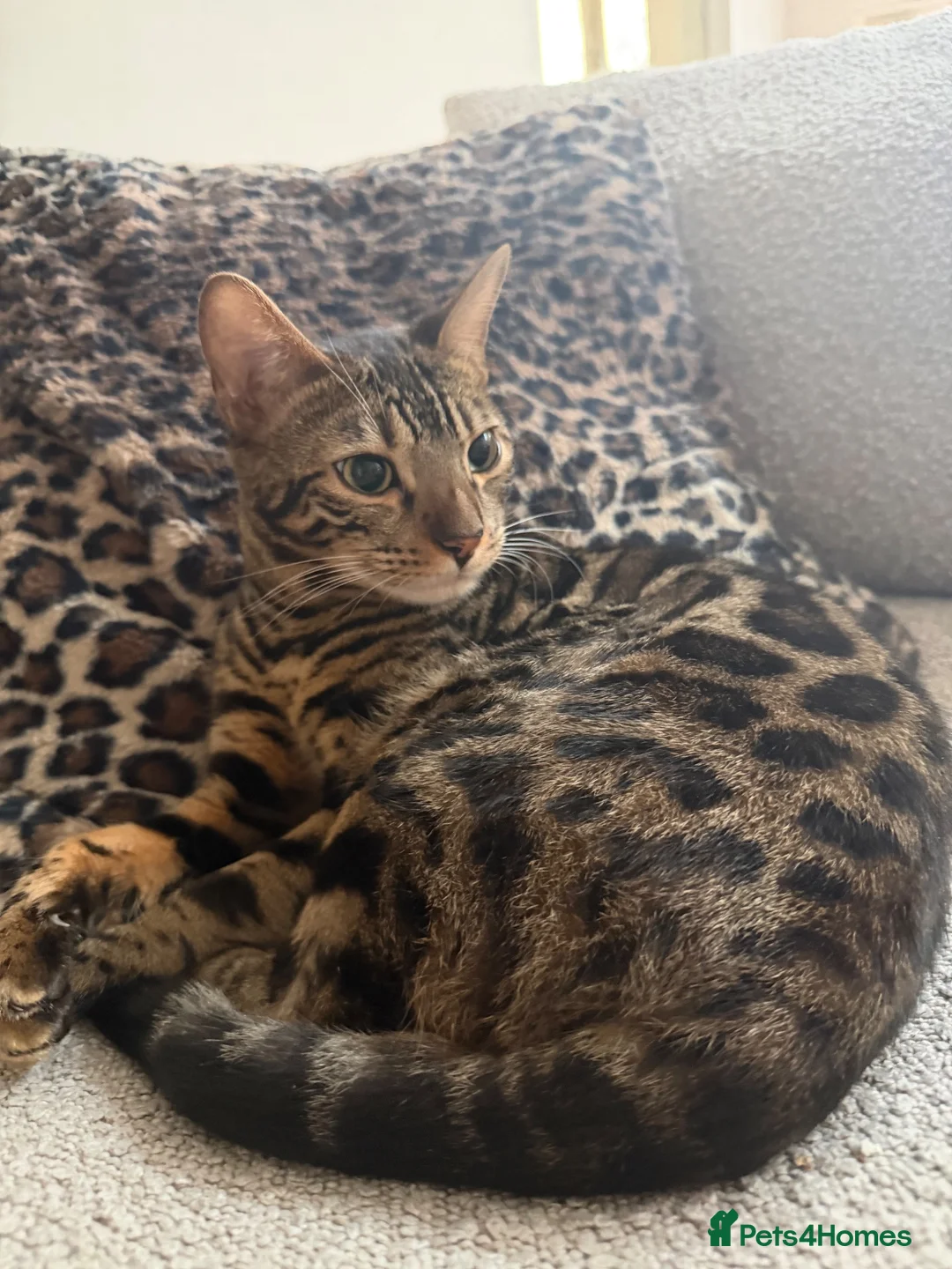 Bengal cats for sale: Brother and Sister Bengals - 2 years old in Wilmslow - Advert 2