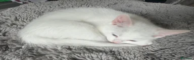 Turkish Angora 1