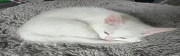 Turkish Angora cats for sale: Turkish angora kittens  - Advert 8