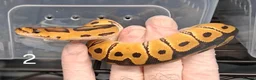 Python Snake reptiles for sale: Hatchling Royal Python's Females  - Advert 12