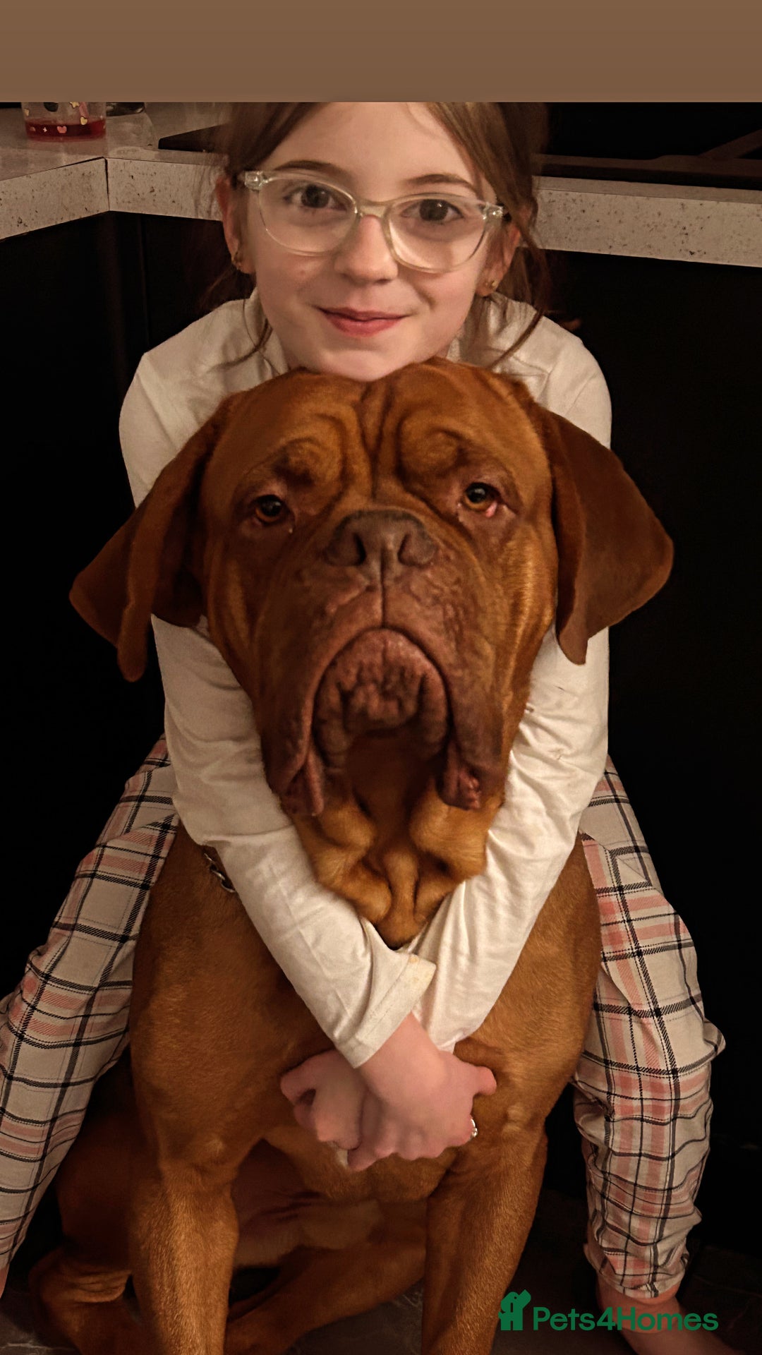 Dogue De Bordeaux dogs for stud: Full pedigree dogue de bourdeaux Stud  Available  - Advert 10