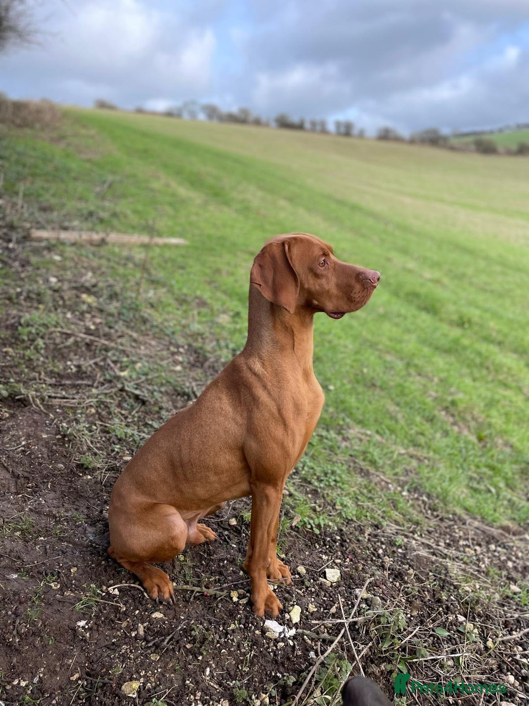 Mixed Breed dogs for sale: Vizla x Fox Red Lab (75/25) Puppies - Image 28