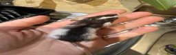 Rat rodents for sale: Baby tiny dwarf rats - Advert 2