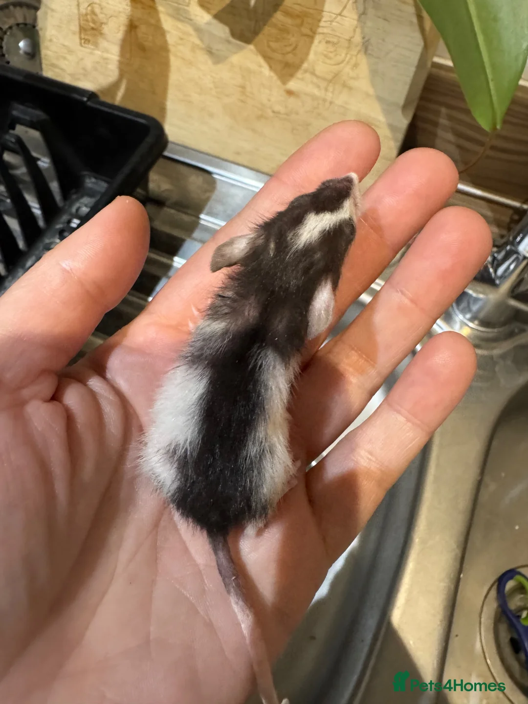 Rat rodents for sale: Baby tiny dwarf rats - Advert 2