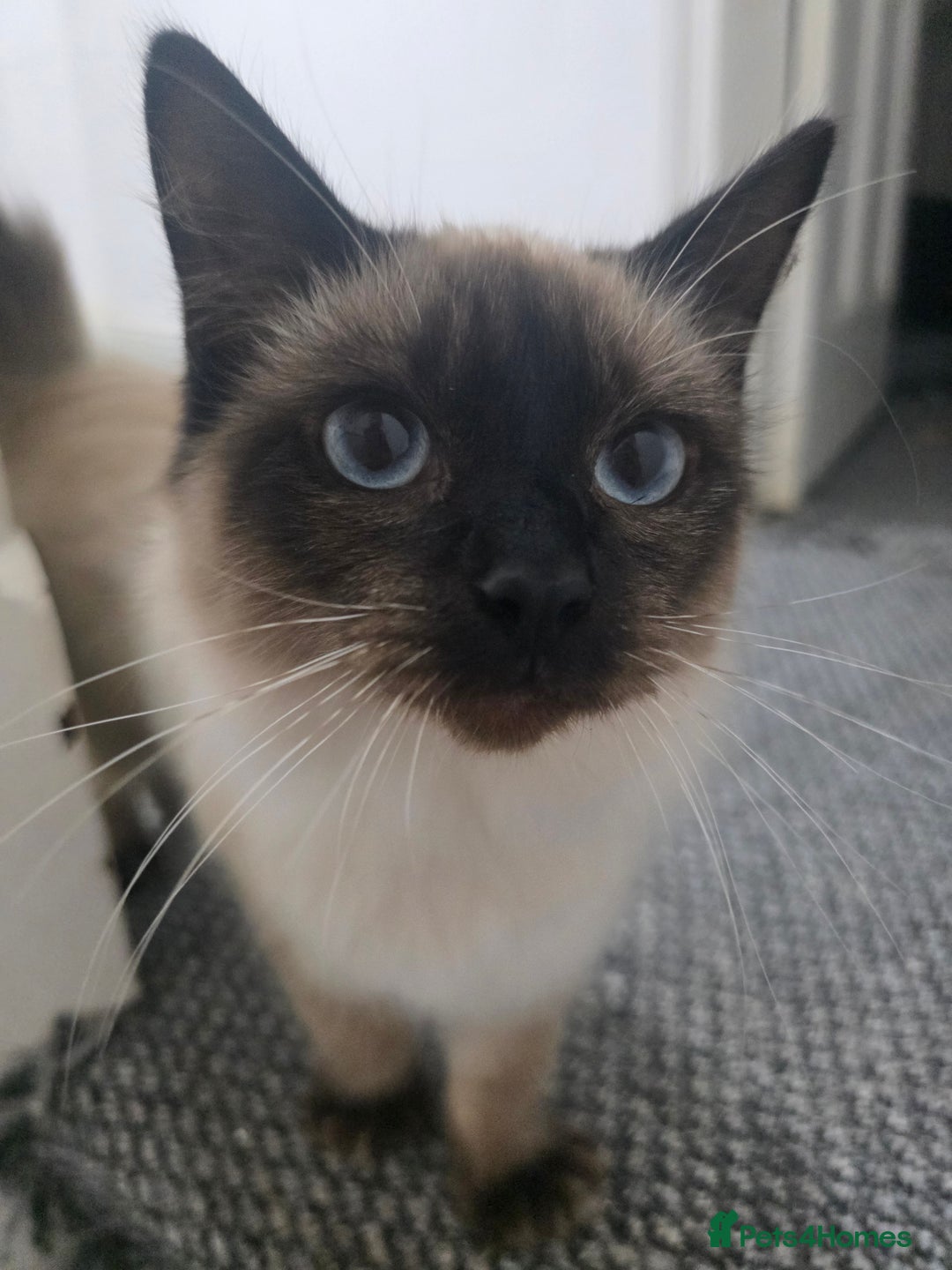 Ragdoll cats for sale: Beautiful Seal Point Ragdoll Male - Image 3