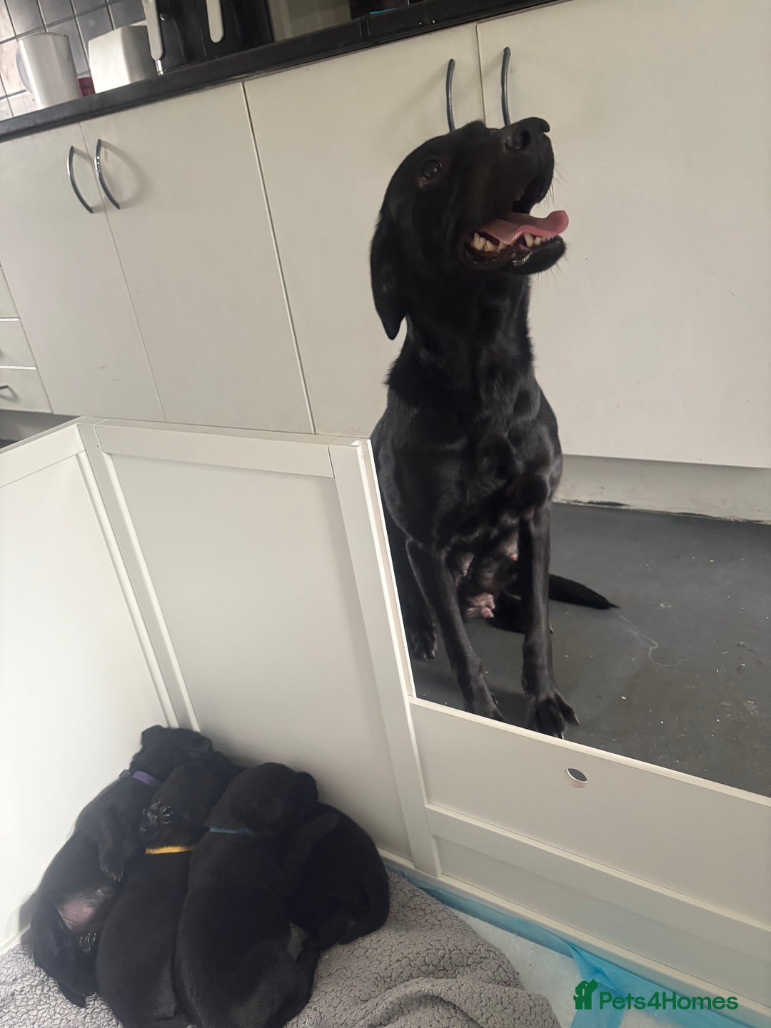 Labrador Retriever dogs for sale: 5 beautiful Labrador puppies - Image 12