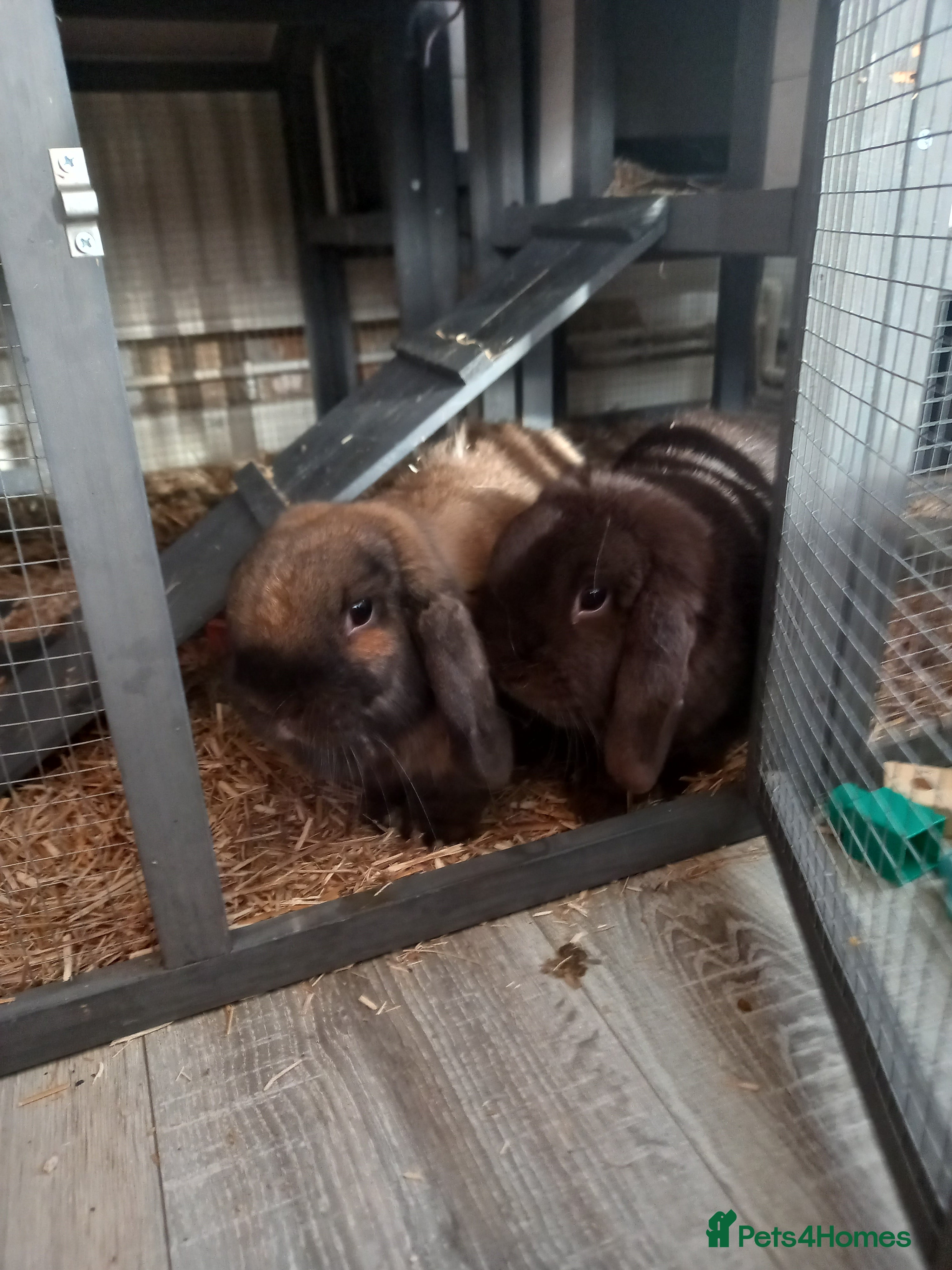 Mini Lop rabbits Two mini lops, boy and girl, boy is neutered  - Advert 1