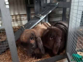 Mini Lop rabbits Two mini lops, boy and girl, boy is neutered - Advert 2
