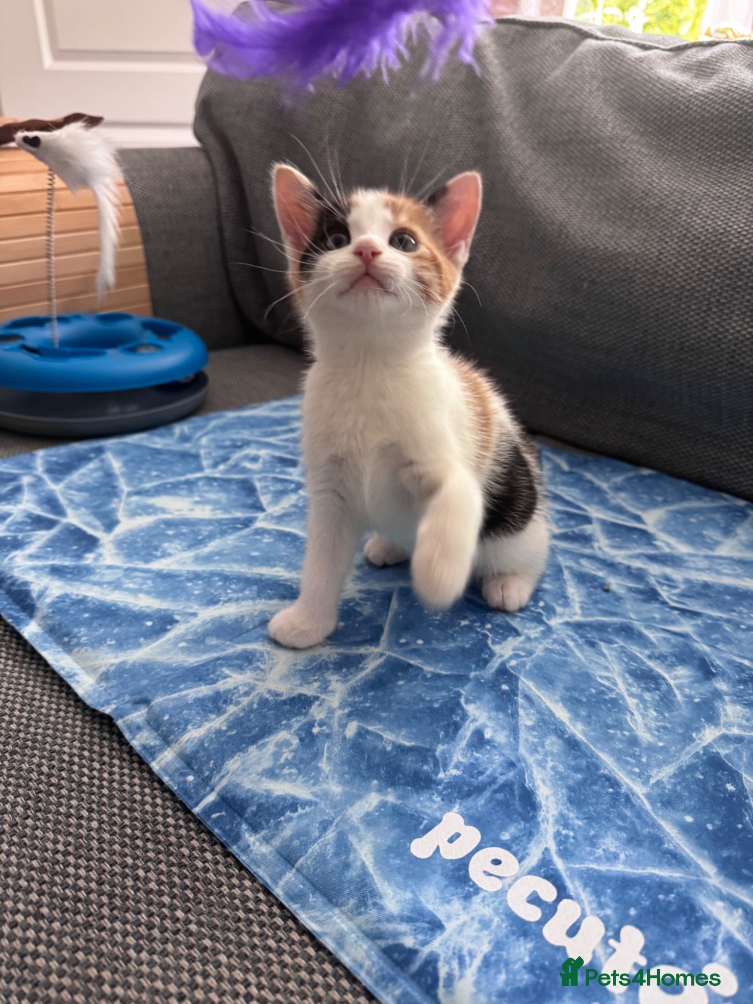 Mixed Breed cats Gorgeous Calico and Ginger kittens - Advert 3