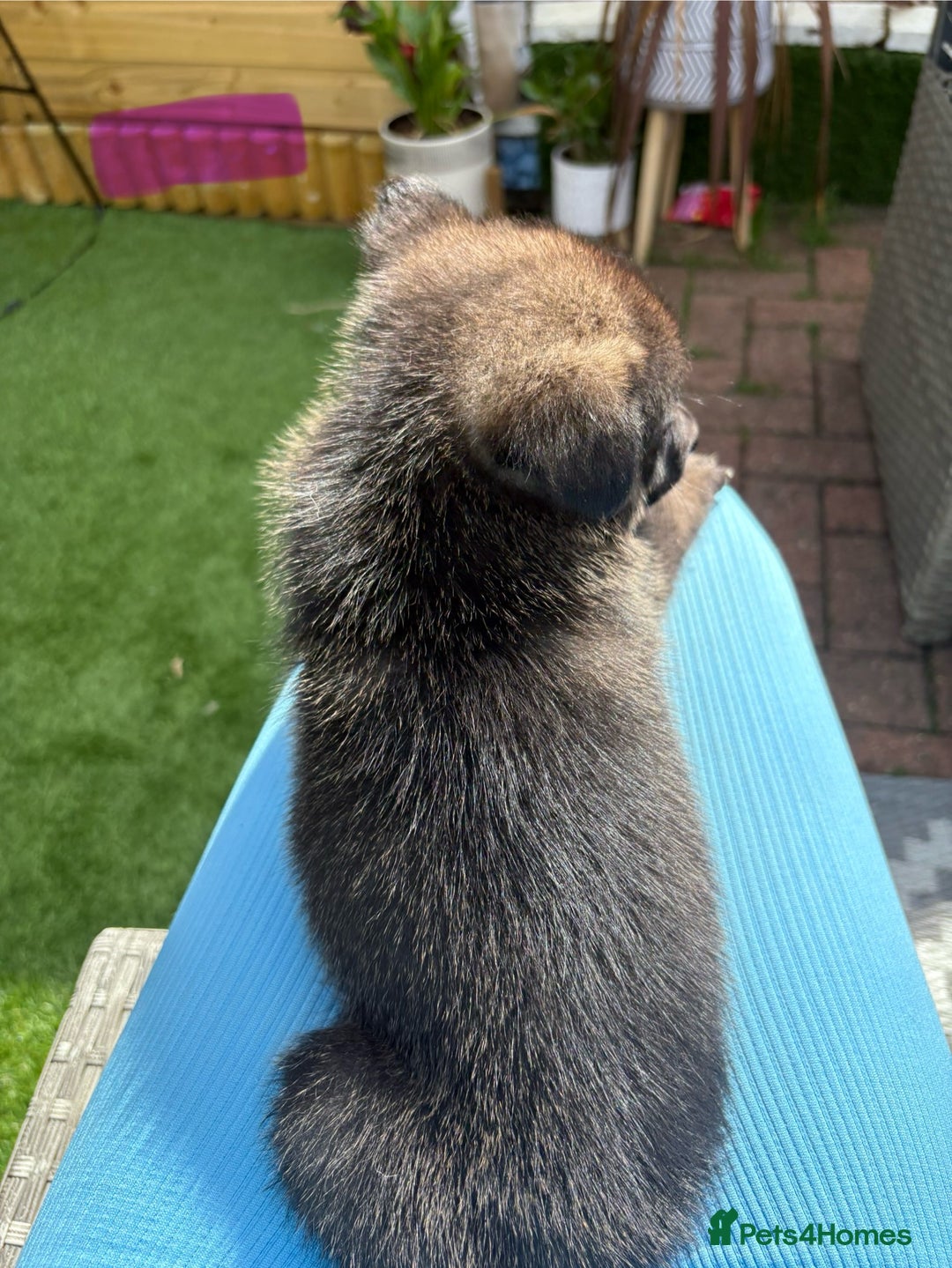 Mixed Breed dogs for sale: The most amazing pomsky  x german shepherd babies  - Image 9