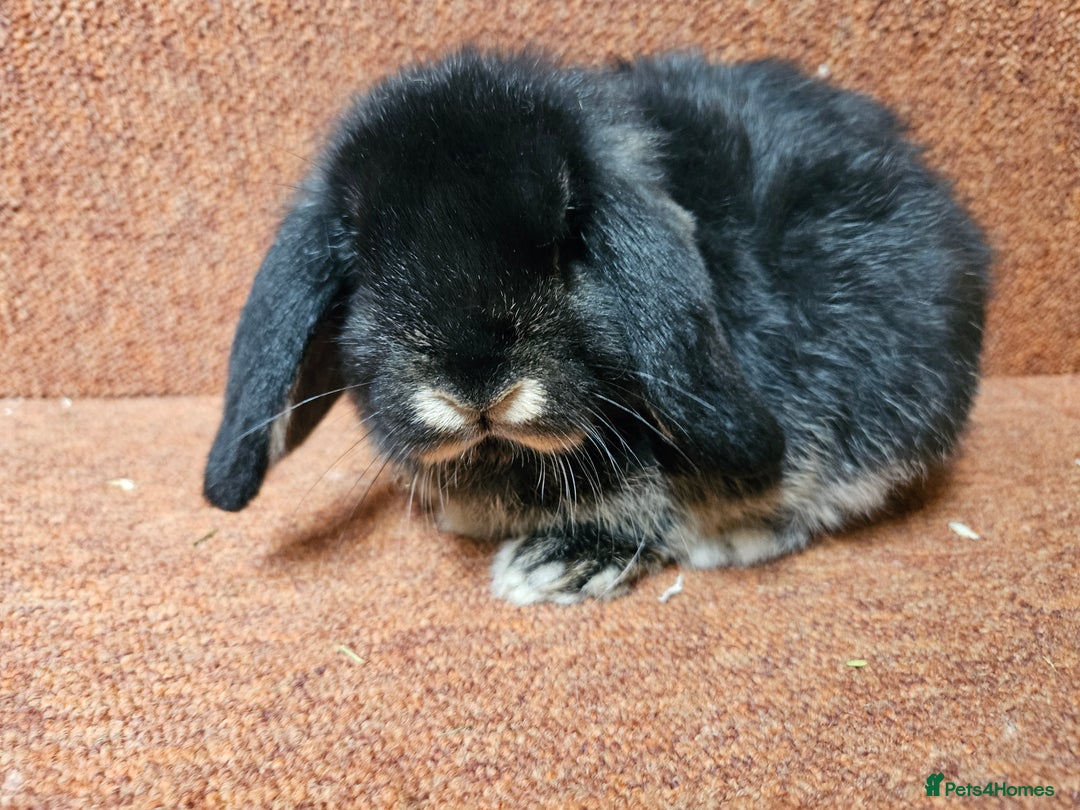 Mini Lop rabbits for sale: Pure mini lop Doe Kit show lines . Vaccinated  - Advert 6