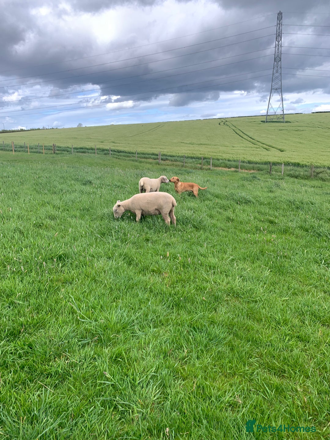 Labrador Retriever dogs for stud: Wiremoors Bram fox red Kc Reg & health tested dog - Advert 8