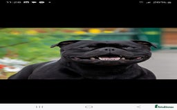 Staffordshire Bull Terrier dogs for sale:  STAFFORDSHIRE BULL TERRIERS PUPS  - Image 19