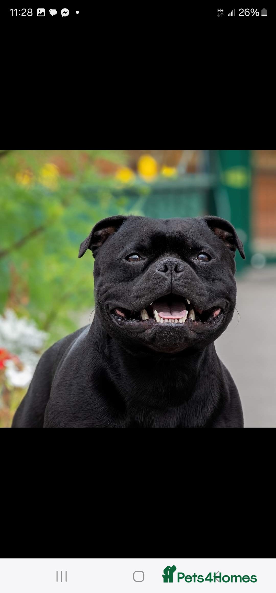 Staffordshire Bull Terrier dogs for sale:  STAFFORDSHIRE BULL TERRIERS PUPS  - Image 19