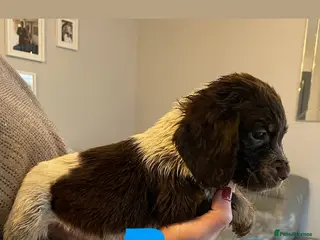 Cocker Spaniel dogs Cocker spaniel puppies - Advert 1