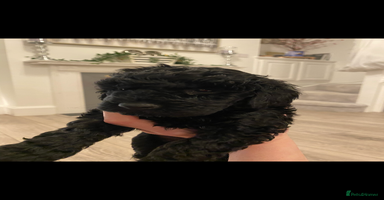 Miniature Poodle dogs Beautiful miniature poodles  - Advert 8