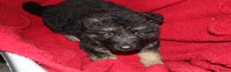 German Shepherd dogs for sale: German shepard puppies long haired  - Advert 5