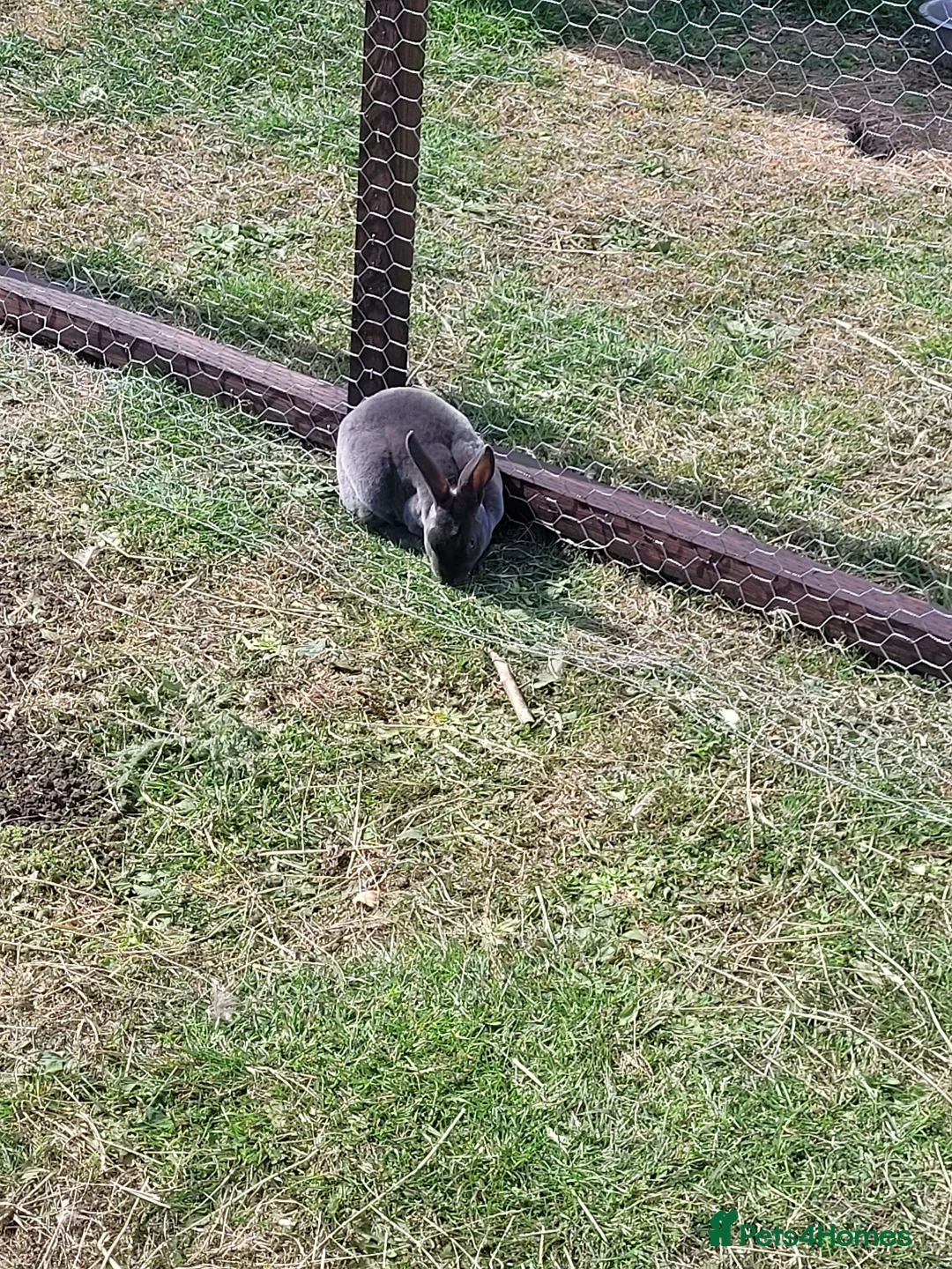 Rex rabbits for sale: Mini rex rabbits for sale - Advert 2