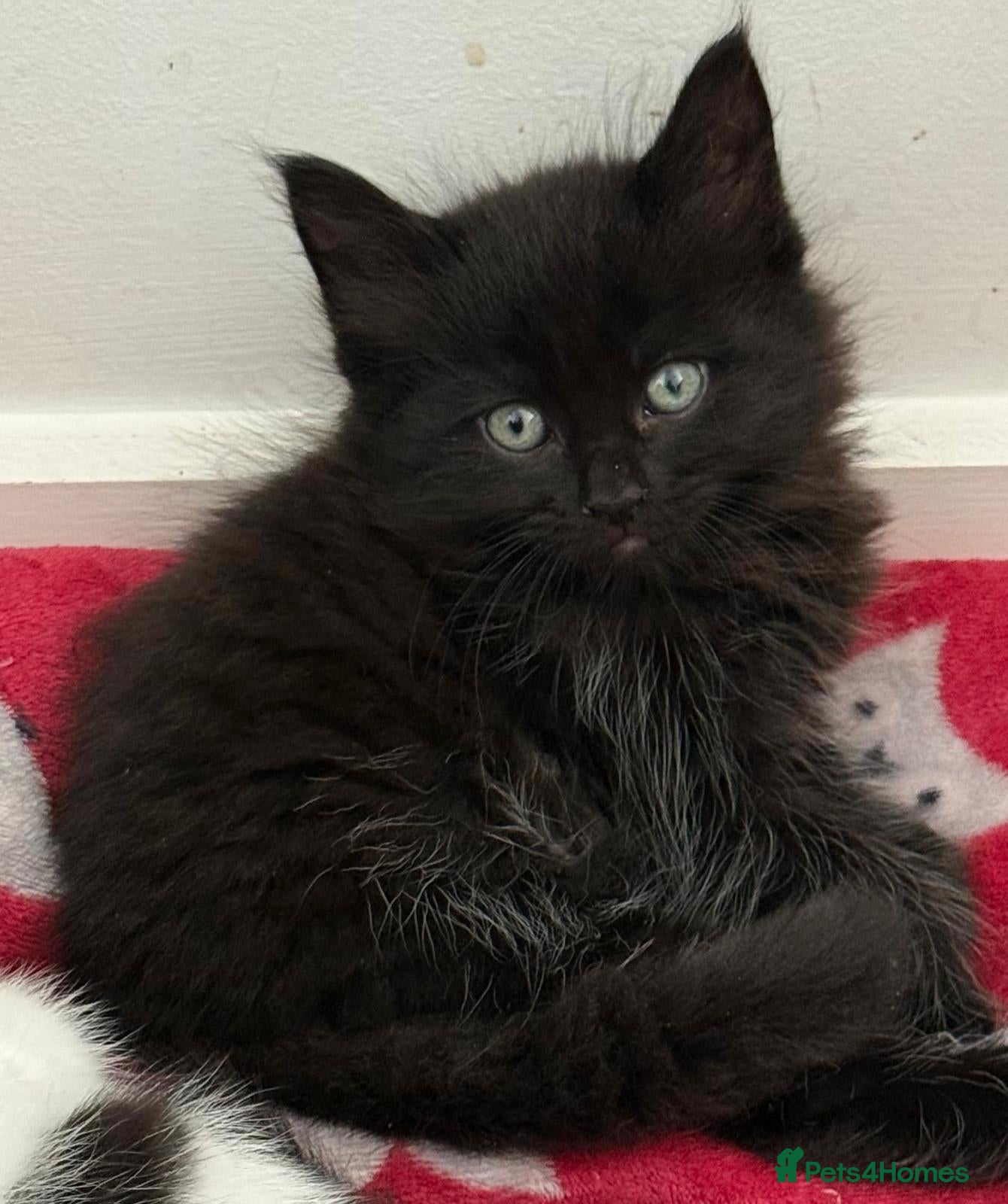 Mixed Breed cats Mixed Maine Coon kittens  - Advert 14