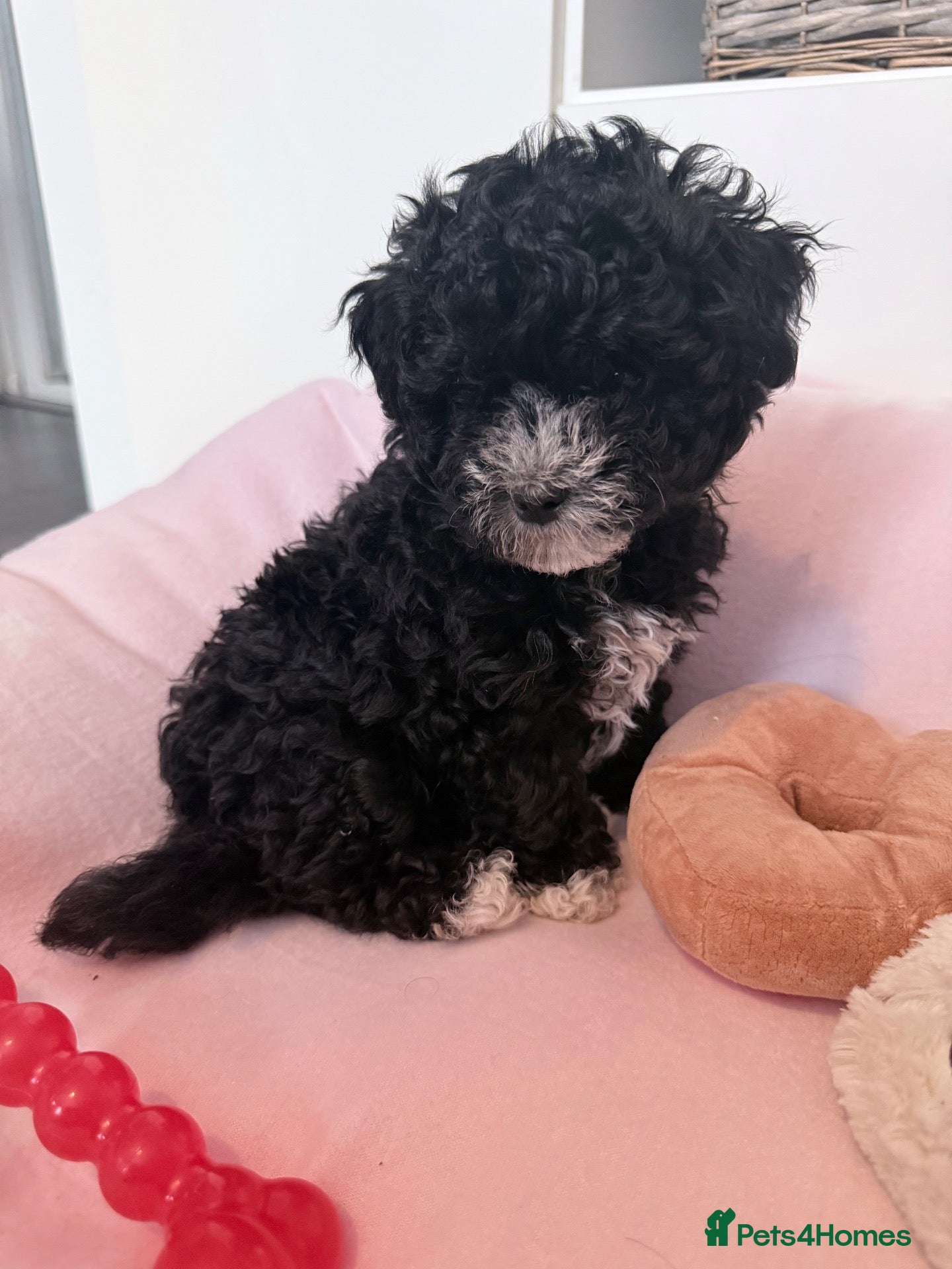 Maltipoo dogs 💖Maltipoo Baby Girl 💖 - Advert 1