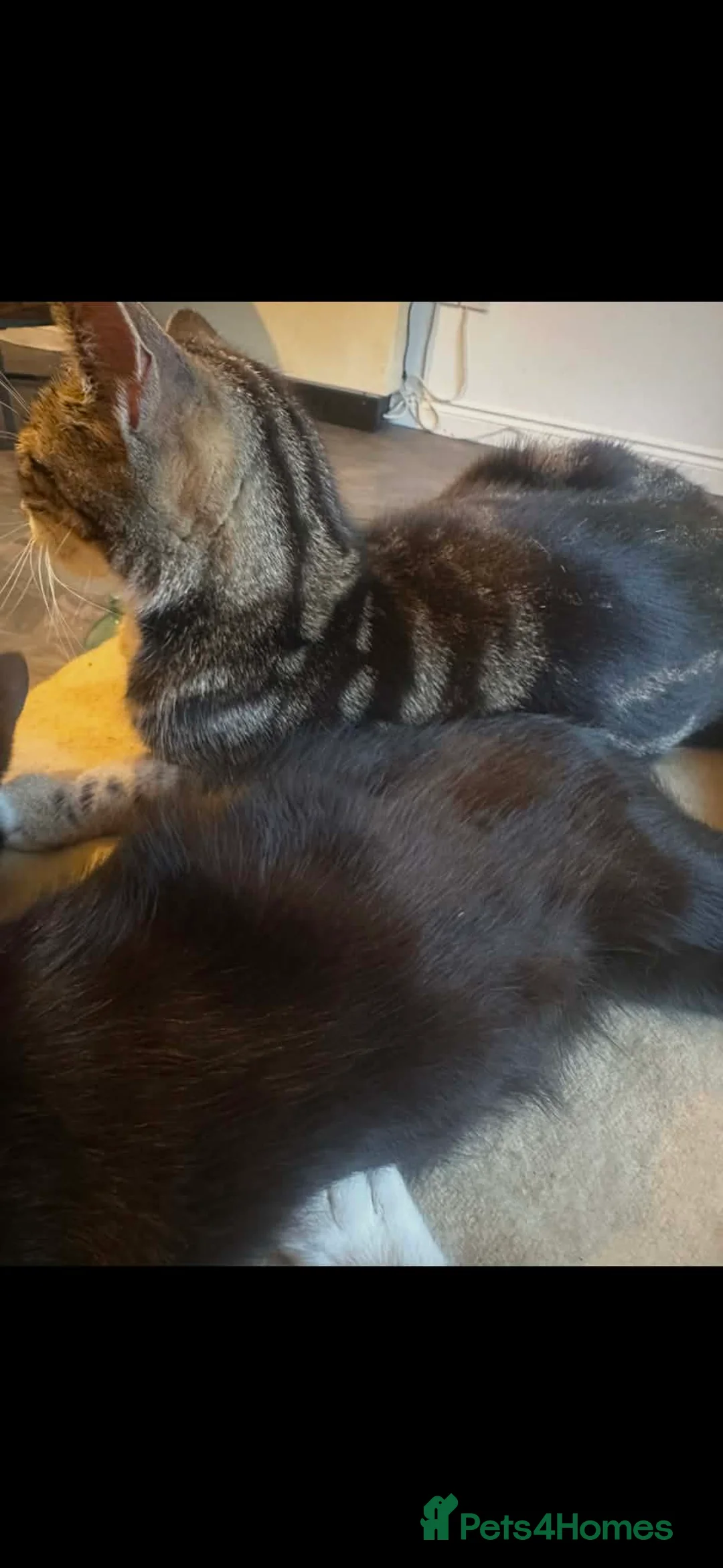 Mixed Breed cats for adoption: 5 Mixed Breed Kittens Ready Now 3-Boys & 2 Girls - Advert 2