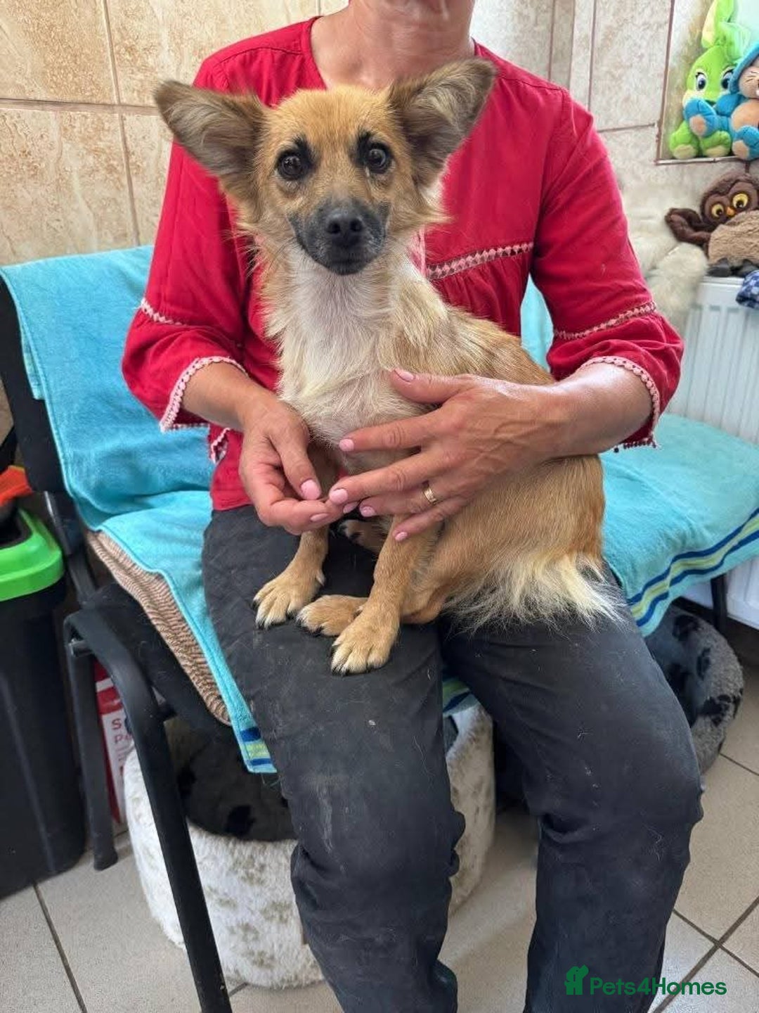 Mixed Breed dogs for adoption: Meet Foxi, currently residing in Northampton  - Image 6