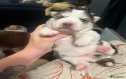 Pomsky dogs for sale: Stunning f2 pomsky babies  - Advert 8