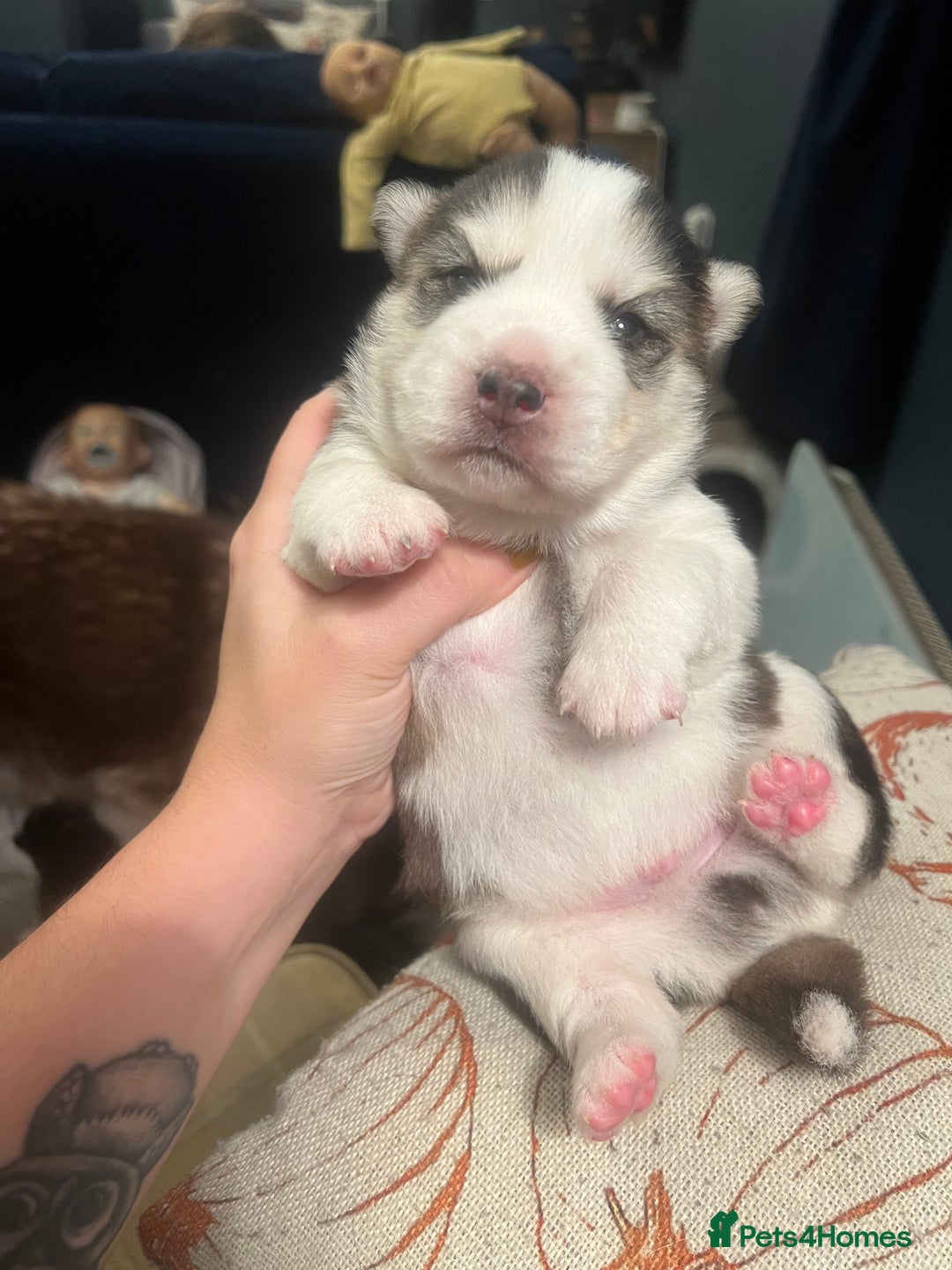 Pomsky dogs for sale: Stunning f2 pomsky babies  - Advert 8