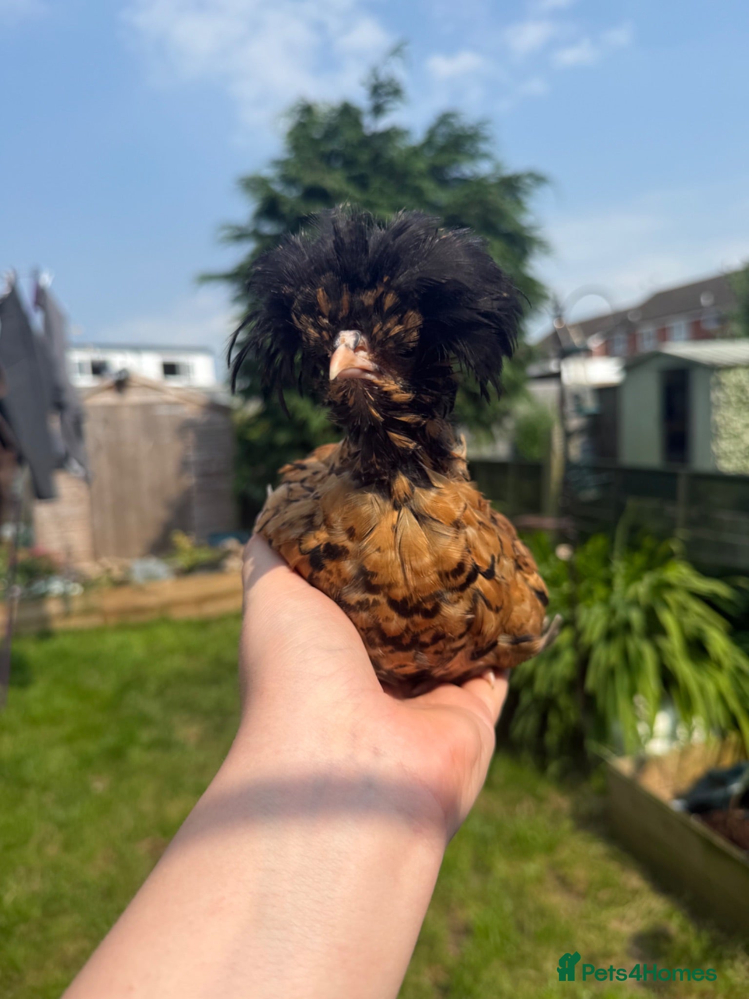 Chickens poultry Polish rooster - Advert 17