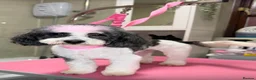 Bichon Frise dogs for sale: Gorgeous bichion frize puppies  - Advert 3