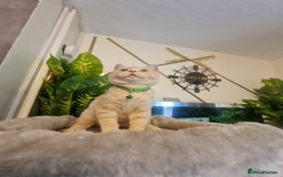 British Shorthair cats for sale: GCCF kittens ready 2 leave now - Advert 5