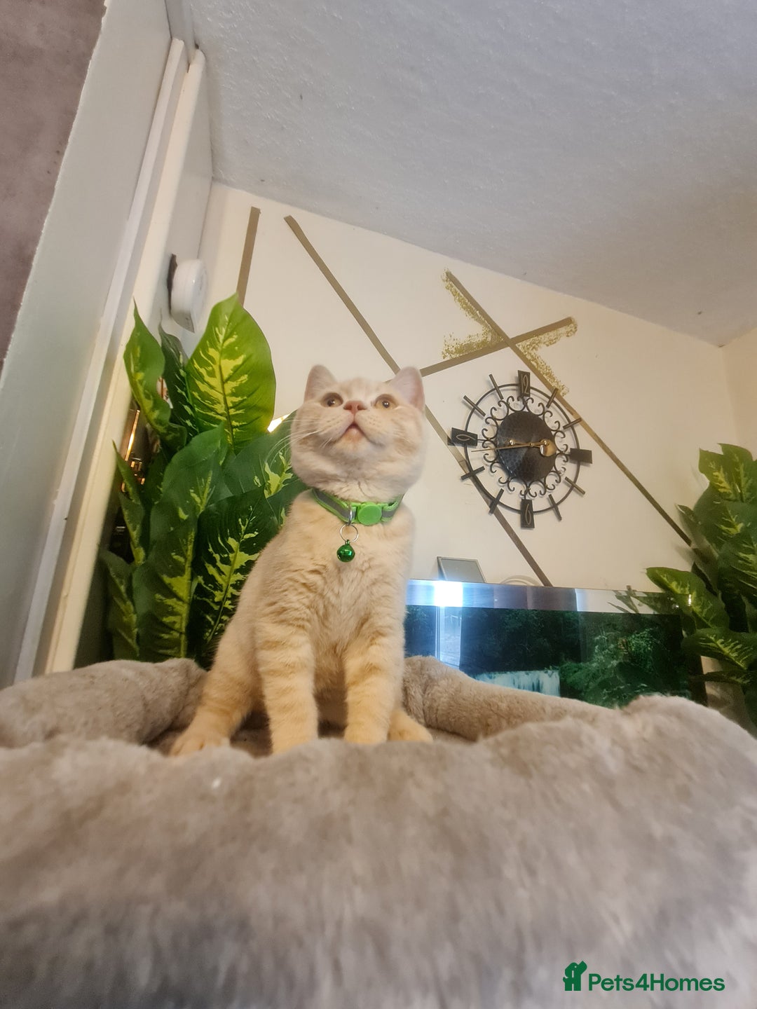 British Shorthair cats for sale: GCCF kittens ready 2 leave now - Advert 5