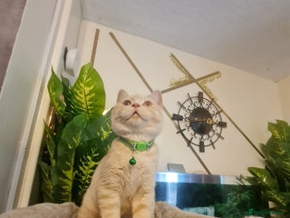 British Shorthair cats - Advert 1