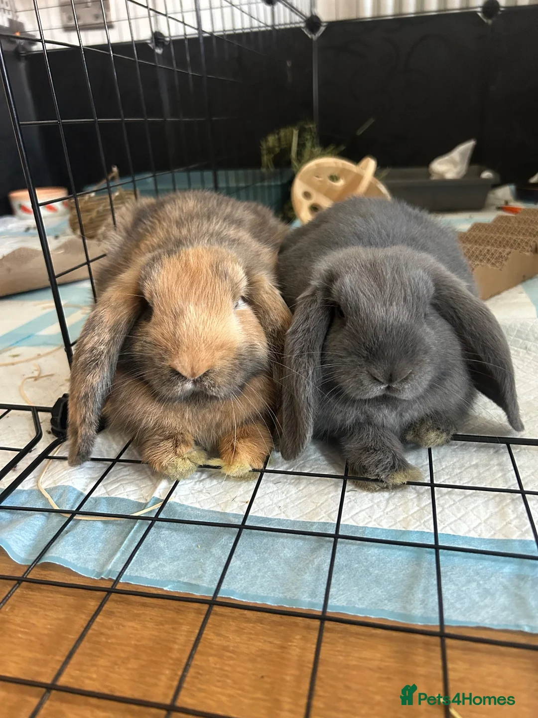 Mini Lop rabbits for sale: 1 Male and 1 Female lop for sale in Fareham - Advert 4