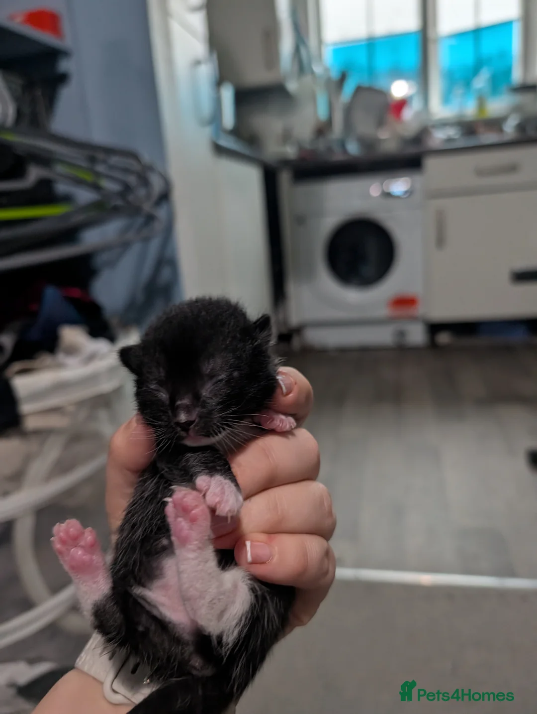 Domestic Shorthair cats for sale: Five kitten, 2 black, 3 tuxedo. Sexes not known - Advert 13